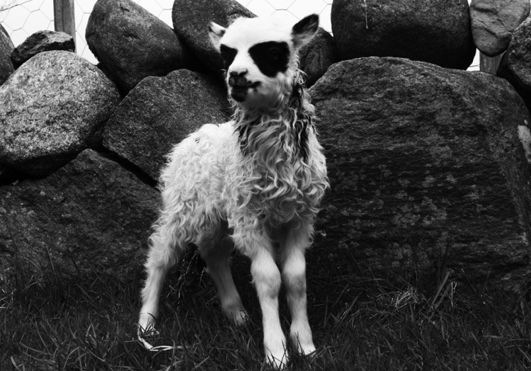 black metal lamb
